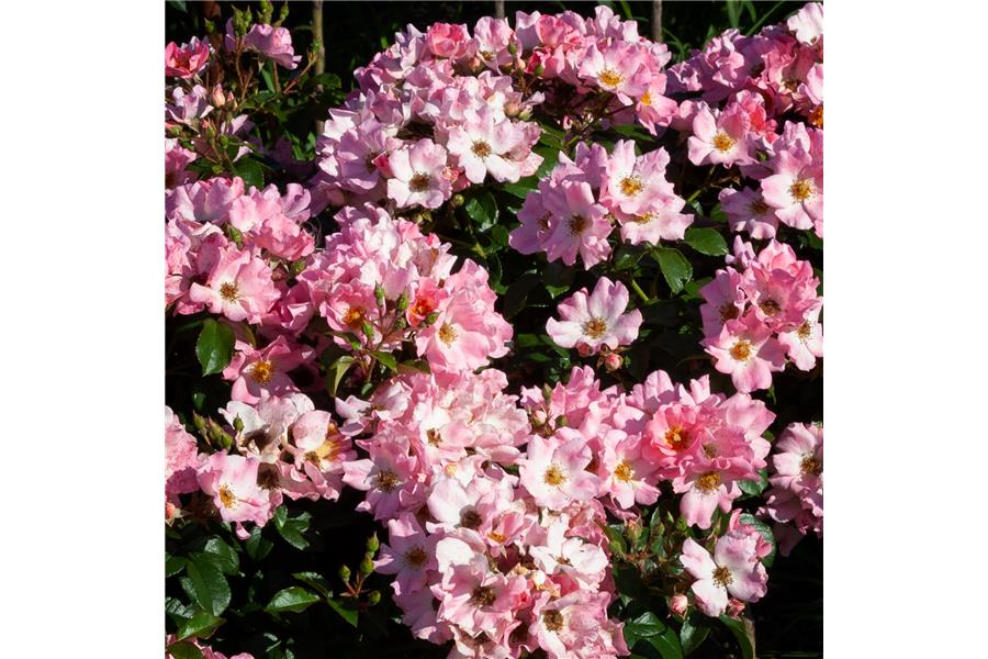 Rose Pink Baby